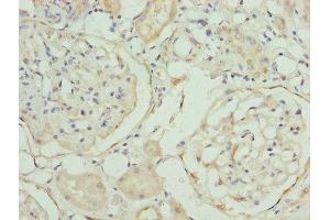 Immunohistochemistry of paraffin-embedded human kidney tissue using ABIN7168530 at dilution of 1:100 (MAT2A Antikörper  (AA 1-395))