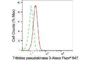 anti-Tribbles Homolog 3 (Drosophila) (TRIB3) antibody