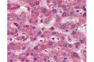Anti-CREB3L1 antibody IHC of human liver. (CREB3L1 Antikörper  (AA 497-509))