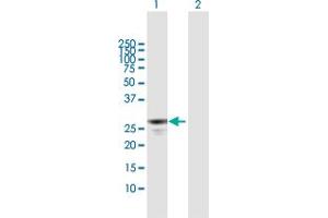 Western Blot analysis of APOBEC2 expression in transfected 293T cell line by APOBEC2 MaxPab polyclonal antibody. (APOBEC2 Antikörper  (AA 1-224))