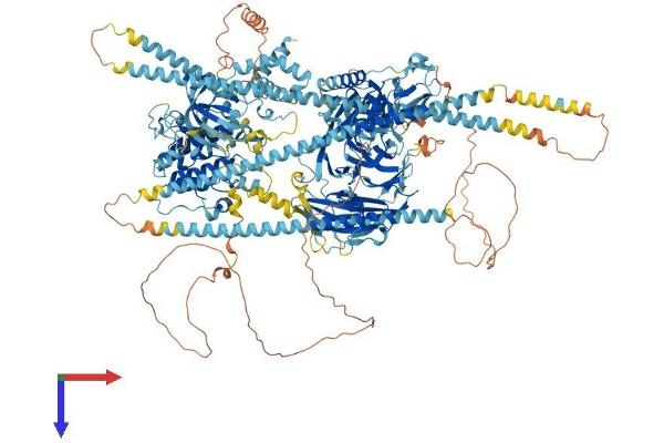 MRCKG Protein (AA 1-1551) (His tag)