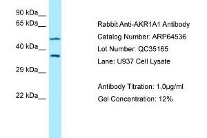 Western Blotting (WB) image for anti-Aldo-Keto Reductase Family 1, Member A1 (Aldehyde Reductase) (AKR1A1) (N-Term) antibody (ABIN2774400) (AKR1A1 Antikörper  (N-Term))