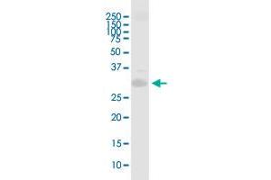 PRRX1 MaxPab polyclonal antibody. (PRRX1 Antikörper  (AA 1-217))