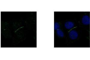 Immunofluorescence (IF) image for anti-Tight Junction Protein 1 (TJP1) (N-Term) antibody (ABIN2856624)