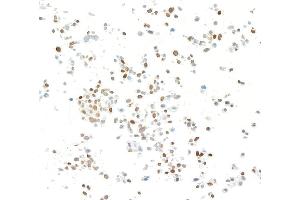 Immunocytochemistry (ICC) image for anti-Kruppel-Like Factor 4 (Gut) (KLF4) (AA 75-125) antibody (ABIN7795639)