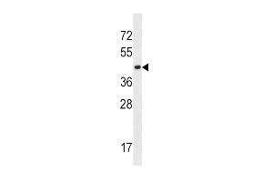 SLC16A10 Antibody (C-term) (ABIN657159 and ABIN2846293) western blot analysis in K562 cell line lysates (35 μg/lane). (SLC16A10 Antikörper  (C-Term))