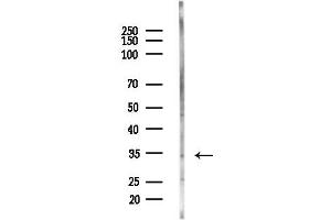 anti-WD Repeat Domain 83 (wdr83) (Internal Region) antibody