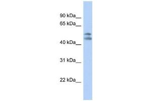 PAFAH1B1 antibody used at 1 ug/ml to detect target protein. (PAFAH1B1 Antikörper  (N-Term))