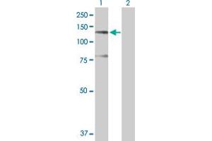 Western Blot analysis of SFRS14 expression in transfected 293T cell line by SFRS14 MaxPab polyclonal antibody. (SFRS14 Antikörper  (AA 1-988))