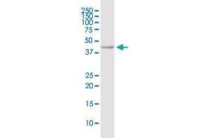 Western Blotting (WB) image for anti-CD200 Receptor 1 (CD200R1) (AA 1-348) antibody (ABIN530664)