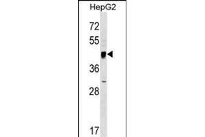 SERINC2 Antibody (Center) (ABIN1538250 and ABIN2849195) western blot analysis in HepG2 cell line lysates (35 μg/lane). (SERINC2 Antikörper  (AA 289-316))