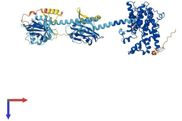PDE10A Protein (AA 1-790) (His tag)
