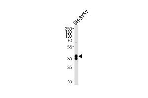 Western blot analysis of lysate from SH-SY5Y cell line, using MSI1 Antibody (N-term) (ABIN655905 and ABIN2845305). (MSI1 Antikörper  (N-Term))