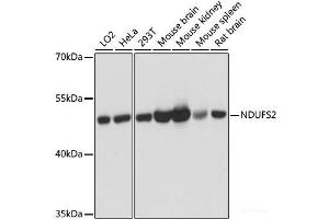Western blot analysis of extracts of various cell lines using NDUFS2 Polyclonal Antibody at dilution of 1:3000. (NDUFS2 Antikörper)