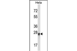 Western blot analysis in Hela cell line lysates (35ug/lane). (PEX19 Antikörper  (N-Term))
