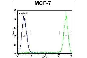 GALNS Antibody (Center) (ABIN655593 and ABIN2845079) flow cytometric analysis of MCF-7 cells (right histogram) compared to a negative control cell (left histogram). (GALNS Antikörper  (AA 236-263))