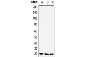 Western blot analysis of YAF2 expression in Jurkat (A), Raw264.