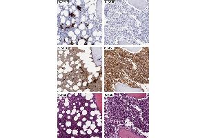 Immunohistochemistry (IHC) image for anti-alpha Hemoglobin Stabilizing Protein (aHSP) antibody (ABIN1043695) (aHSP Antikörper)