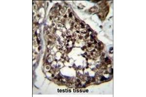 TBCEL Antibody (C-term) (ABIN656361 and ABIN2845658) immunohistochemistry analysis in formalin fixed and paraffin embedded human testis tissue followed by peroxidase conjugation of the secondary antibody and DAB staining.