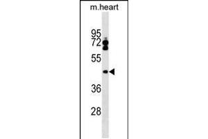 Western blot analysis in mouse heart tissue lysates (35ug/lane). (Leupaxin Antikörper  (AA 229-257))