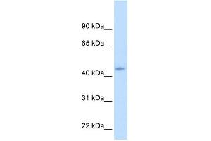 Western Blotting (WB) image for anti-Nuclear Receptor Subfamily 1, Group I, Member 3 (NR1I3) (N-Term) antibody (ABIN2782285)