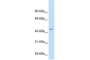 WB Suggested Anti-NR1I3 Antibody Titration:  1.