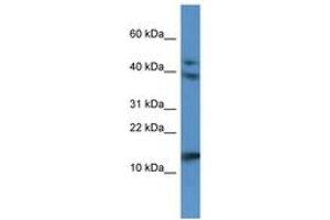 Image no. 1 for anti-Resistin Like beta (RETNLB) (AA 25-74) antibody (ABIN6746813)