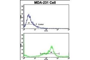 Flow cytometric analysis of MDA-231 cells using VCP Antibody (C-term)(bottom histogram) compared to a negative control cell (top histogram).