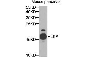 Western blot analysis of extracts of mouse pancreas, using LEP antibody (ABIN4904218) at 1:1000 dilution. (Leptin Antikörper)