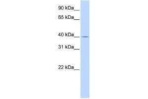 WB Suggested Anti-SLC22A18 Antibody Titration:  0. (ORCTL-2/SLC22A18 Antikörper  (Middle Region))