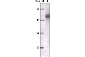 Western Blotting (WB) image for anti-Keratin 1 (KRT1) (truncated) antibody (ABIN2464043) (Cytokeratin 1 Antikörper  (truncated))