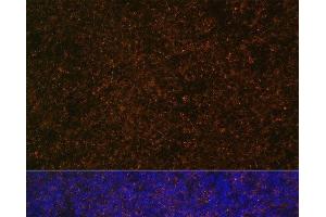 Immunofluorescence analysis of Rat spleen using CR2 Polyclonal Antibody at dilution of 1:100 (40x lens). (CD21 Antikörper)