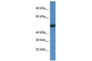 Western Blot showing Sesn1 antibody used at a concentration of 1.