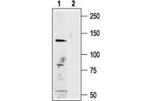 Western blot analysis of A875 (human melanoma cell line) lysate: - 1. (TRPM1 Antikörper  (C-Term, Intracellular))