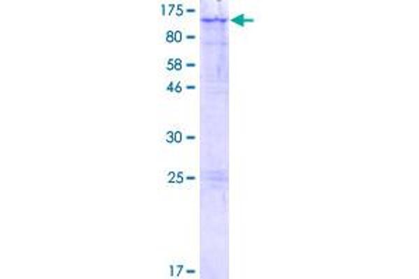 LARGE Protein (AA 1-756) (GST tag)