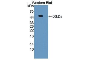 Western Blotting (WB) image for anti-Matrix Metallopeptidase 19 (MMP19) (AA 98-508) antibody (ABIN1869238)