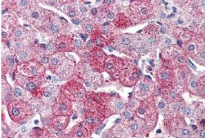 Anti-GPR126 antibody  ABIN1048706 IHC staining of human liver.