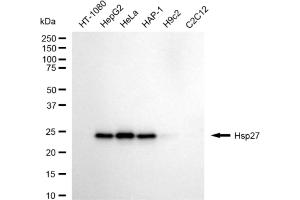 Western blotting analysis using Hsp27 antibody (ABIN7798845).