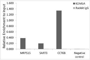Chromatin immunoprecipitation analysis of extracts of HCT116 cells, using KDM5A antibody (ABIN7268330) and rabbit IgG. (KDM5A Antikörper)