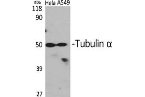 Western Blot analysis of Hela (1), A549 (2), diluted at 1:2000. (alpha Tubulin Antikörper  (AA 380-460))