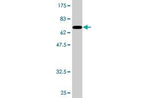 NFIB Antikörper  (AA 1-420)