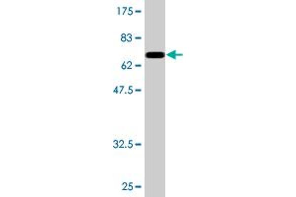 NFIB Antikörper  (AA 1-420)