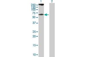 Western Blot analysis of PIP4K2A expression in transfected 293T cell line by PIP4K2A MaxPab polyclonal antibody.