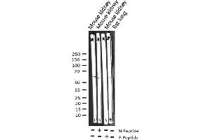 Western blot analysis of Phospho-Cyclin B1 (Ser147) expression in various lysates (Cyclin B1 Antikörper  (pSer147))