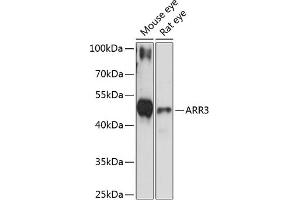 Western blot analysis of extracts of various cell lines, using  antibody (ABIN6131237, ABIN6137133, ABIN6137134 and ABIN6216833) at 1:3000 dilution. (ARR3 Antikörper  (AA 1-260))