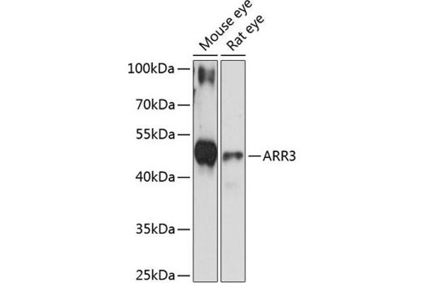 ARR3 Antikörper  (AA 1-260)