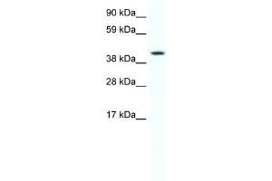WB Suggested Anti-FOXF1A Antibody Titration:  2. (FOXF1 Antikörper  (C-Term))