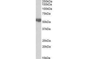 Western blot analysis: ALDH3A2 antibody staining of Rat Liver lysate at 0. (ALDH3A2 Antikörper  (Internal Region))