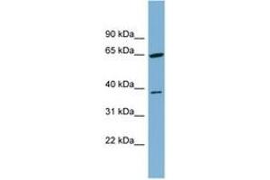 Image no. 1 for anti-Carbohydrate Kinase Domain Containing (Carkd) (AA 251-300) antibody (ABIN6744832) (Carkd Antikörper  (AA 251-300))