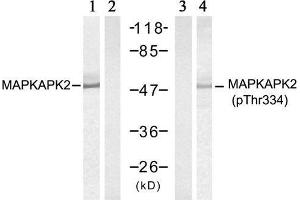 Western blot analysis of extract from HeLa cells treated with UV (20min), using MAPKAPK-2 (Ab-334) antibody (E021308, Lane 1 and 2) and MAPKAPK-2 (Phospho-Thr334) antibody (E011308, Lane 3 and 4). (MAPKAP Kinase 2 Antikörper)